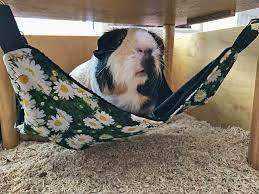 Meerschweinchen Hängematte Stern - Weiches Fleece Hängebetten Für Kleintiere, Ratten Frettchen Hamster