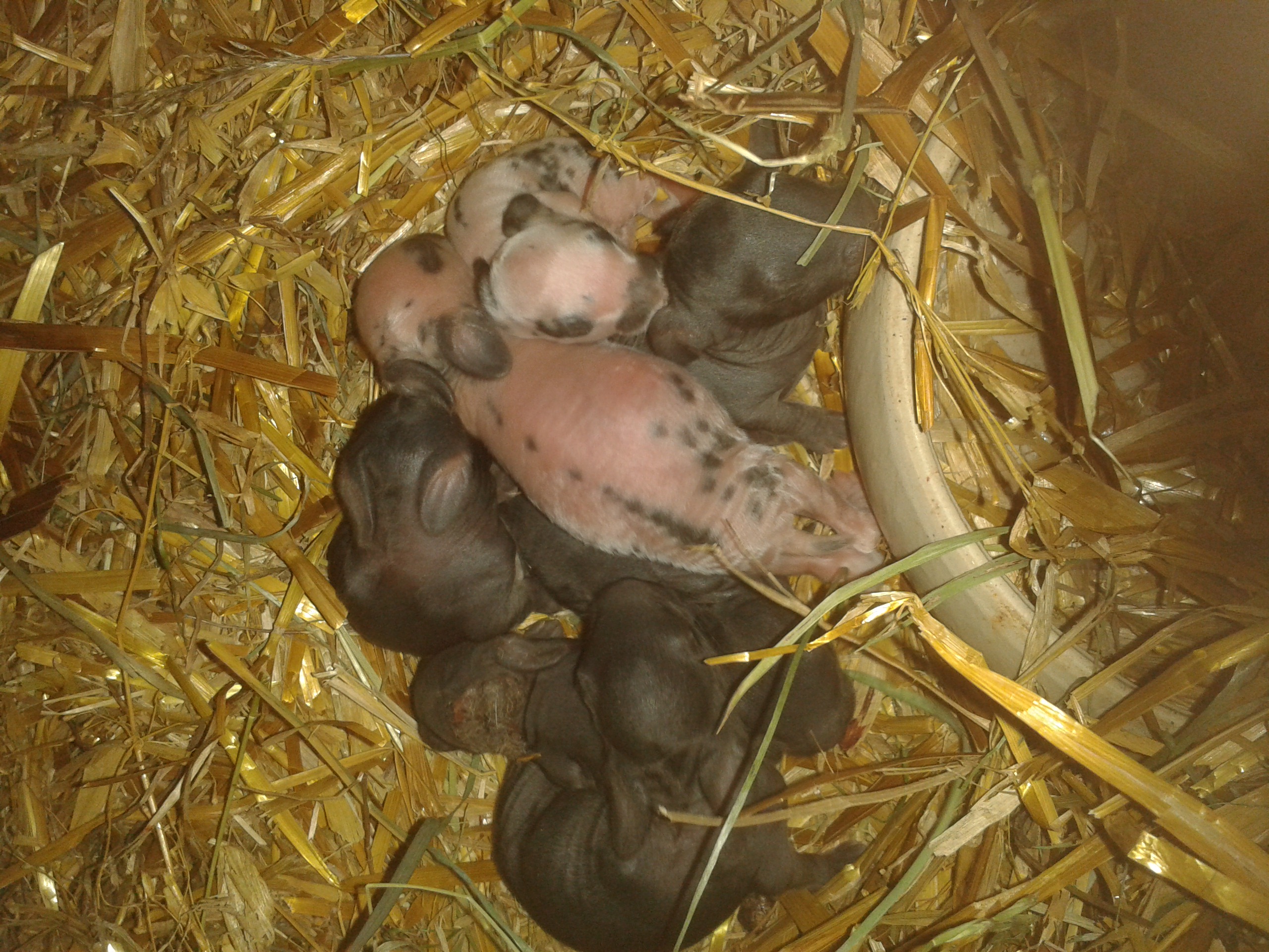 Kaninchen Baut Nest Wie Lange Bis Zur Geburt www.gutefrage.net