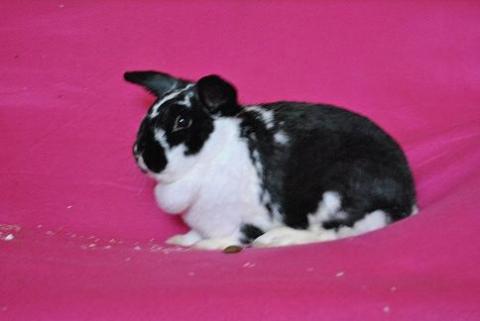 Kaninchen dame - (Körper, Kaninchen)