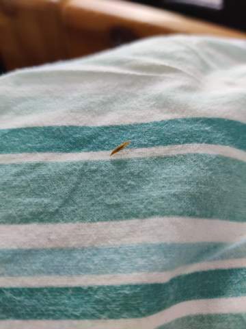 Hässliches Insekt auf mein Kissen?