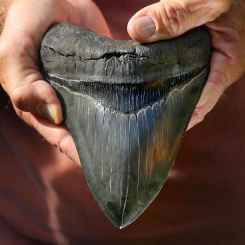 Hättest du Angst vor dem Megalodon? (Menschen, Tod, Verhalten)