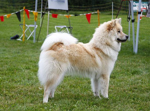 Eurasier  - (Hund, Hundenamen)