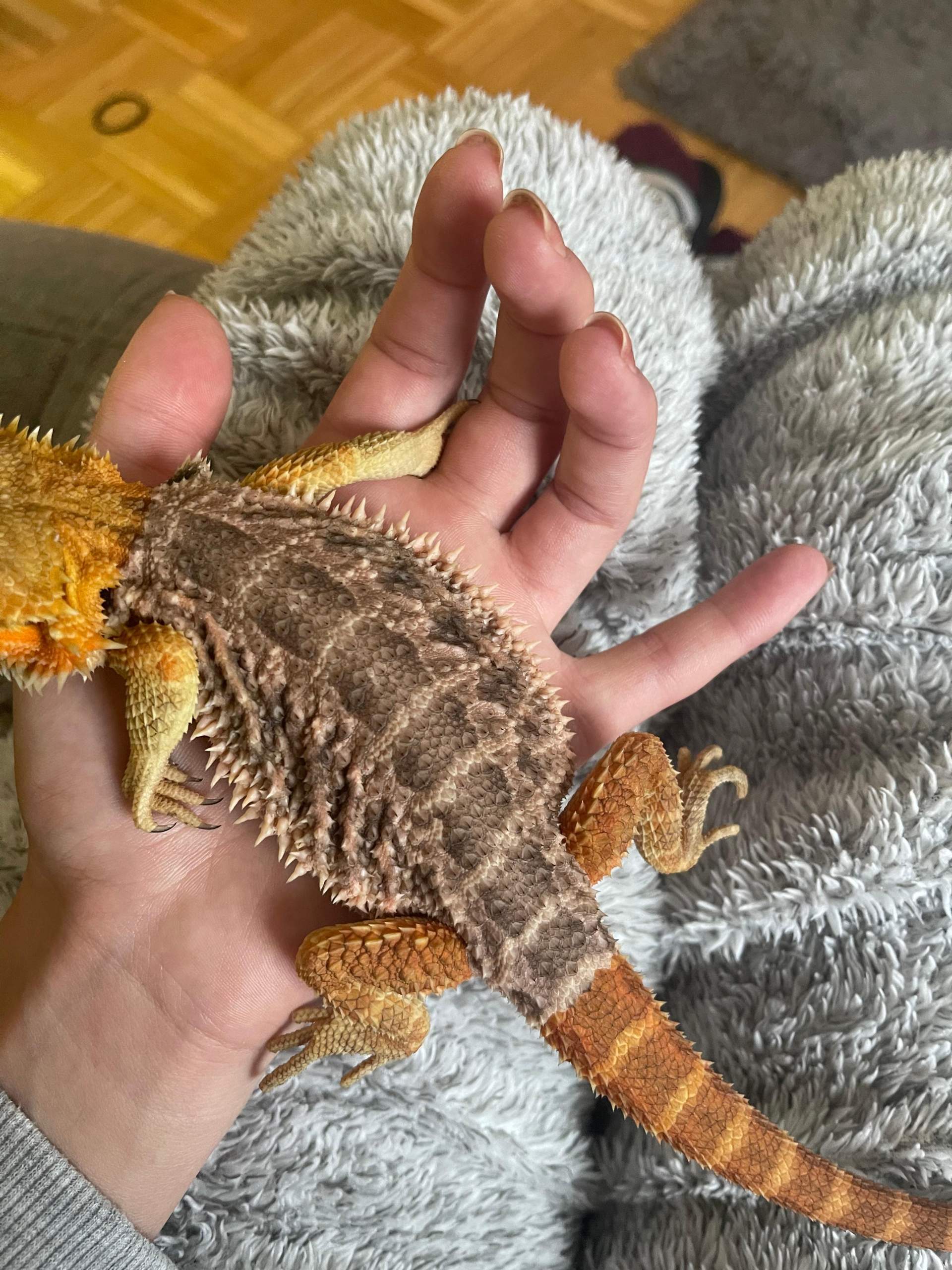 Häutet sich meine Bartagame? (Gesundheit und Medizin, Reptilien) - 0 Full Häutet sich meine Bartagame? (Gesundheit und Medizin, Reptilien) - 0 Full