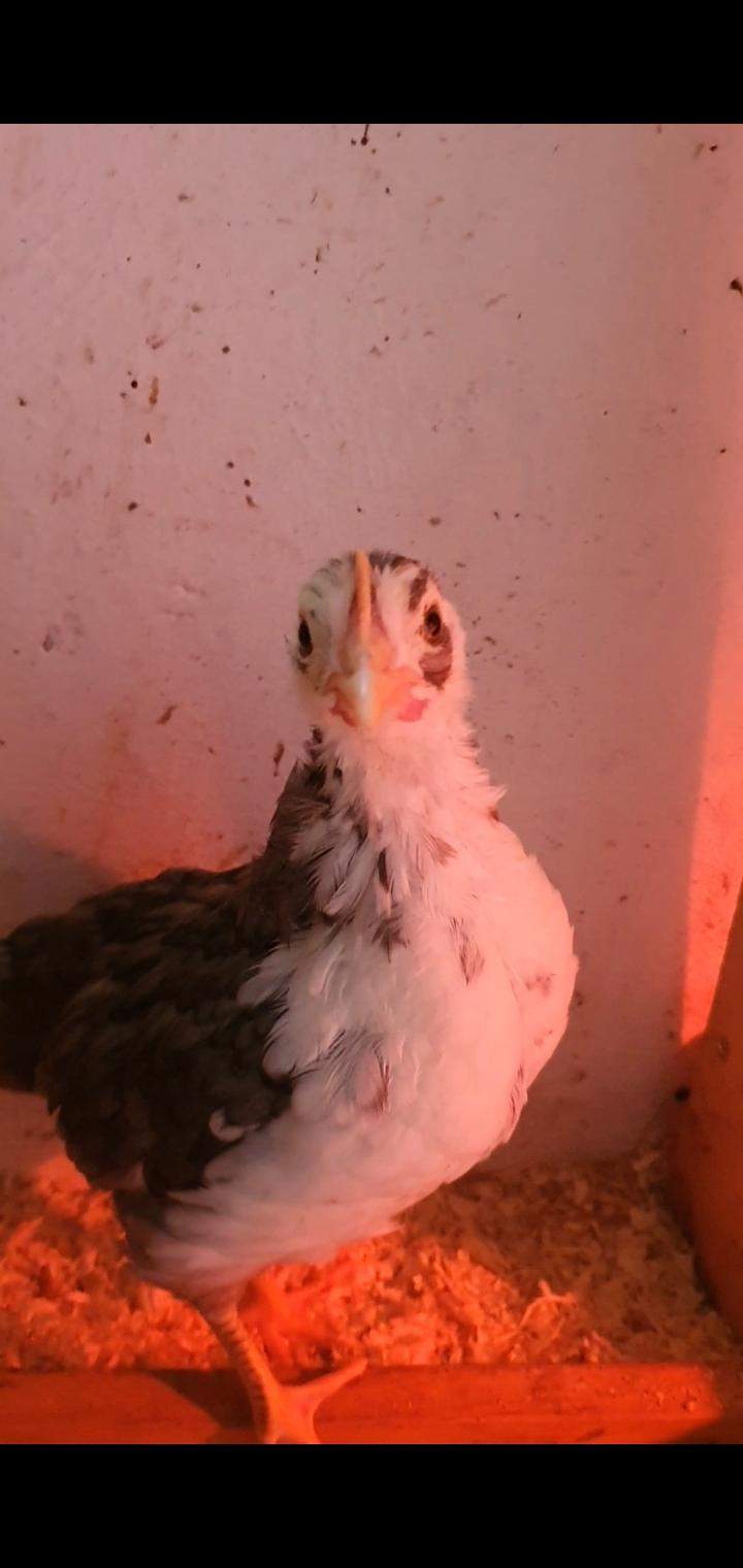 Hahn oder Henne? (Geschlecht, Tierhaltung, Huhn)