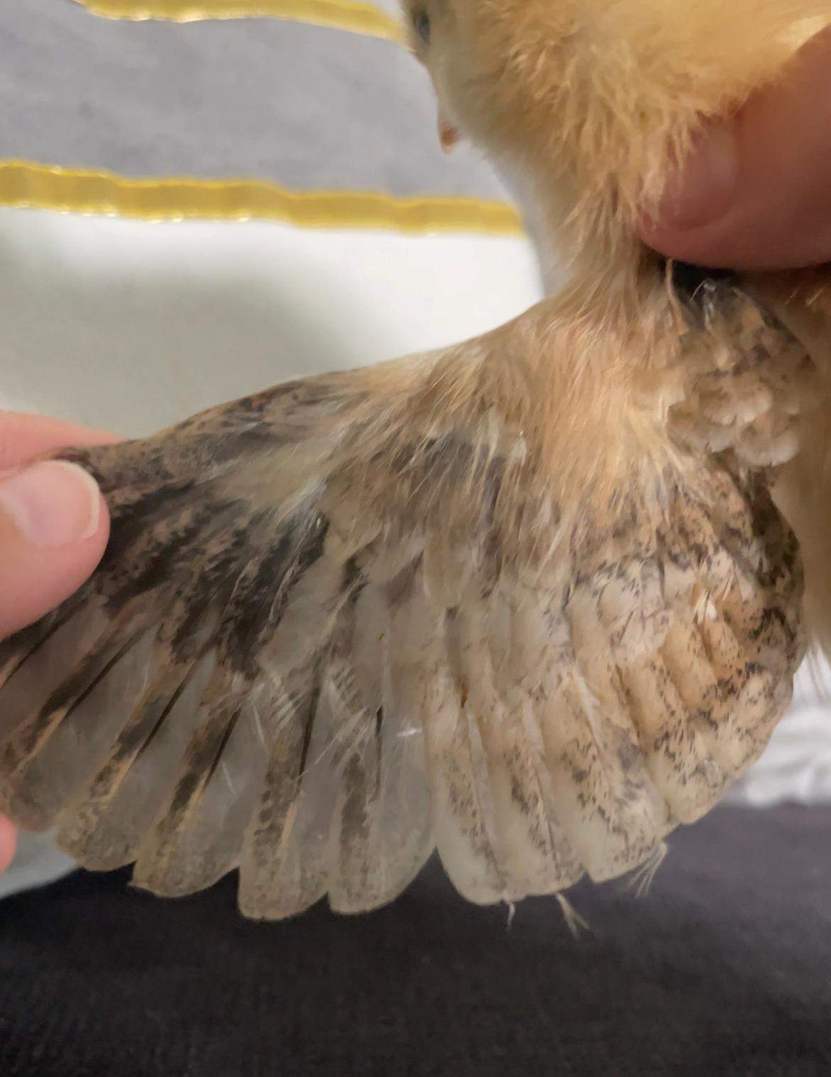 Was Heißt Hahn Auf Englisch Hahn oder Henne? (Geschlecht, Tierhaltung, Huhn)