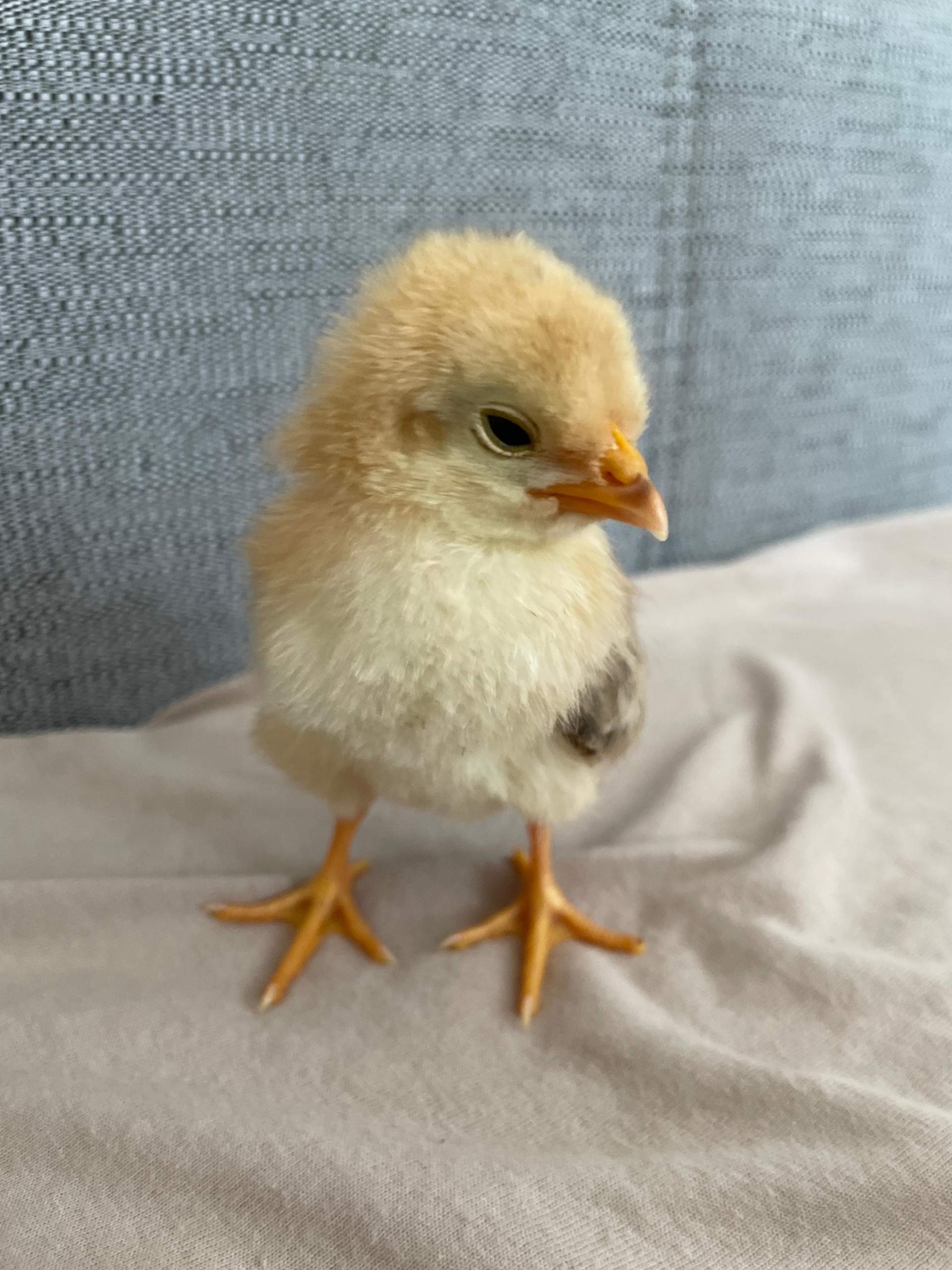 Hahn oder Henne? (Geschlecht, Huhn, Küken)