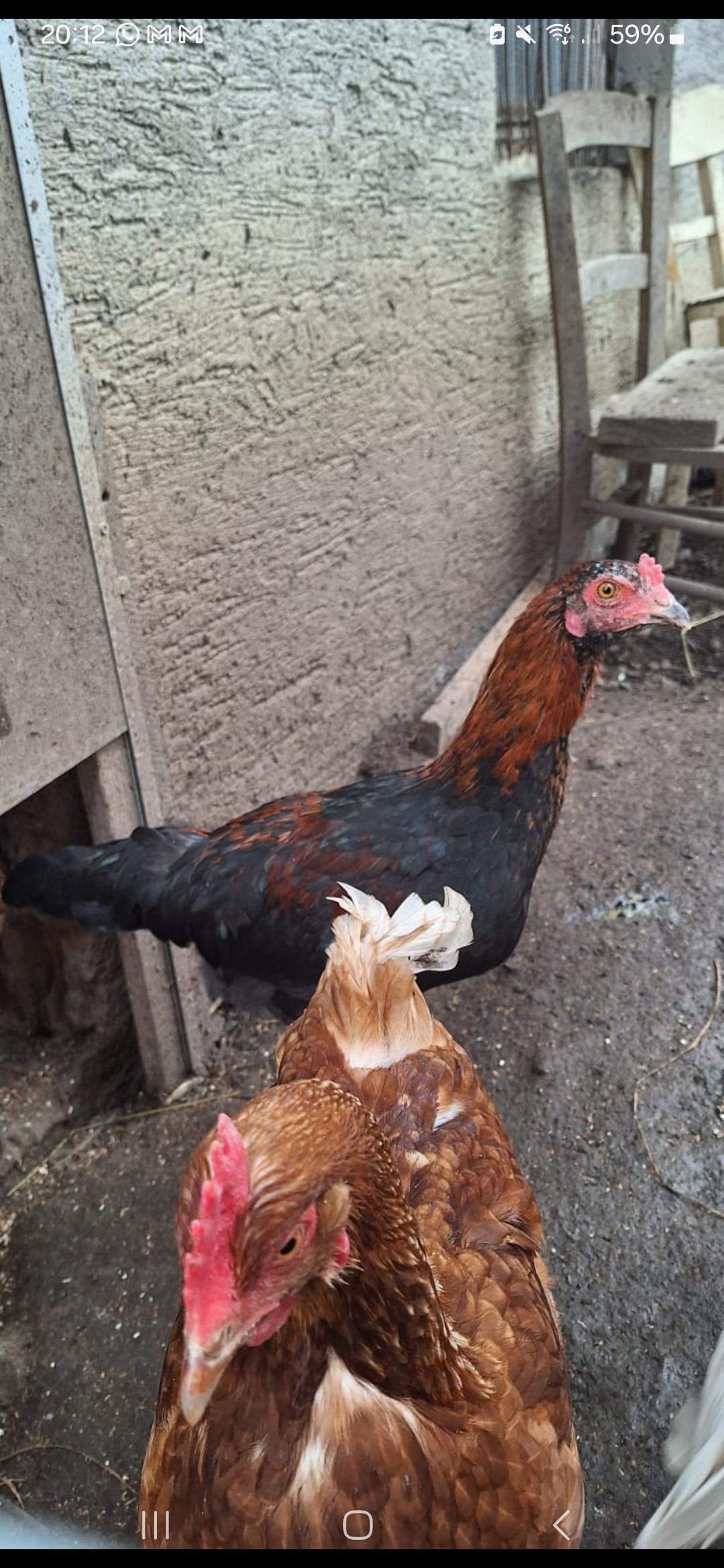 Ab Wann Erkennt Man Hahn Oder Henne Hahn oder Henne? (Rasse, Huhn)