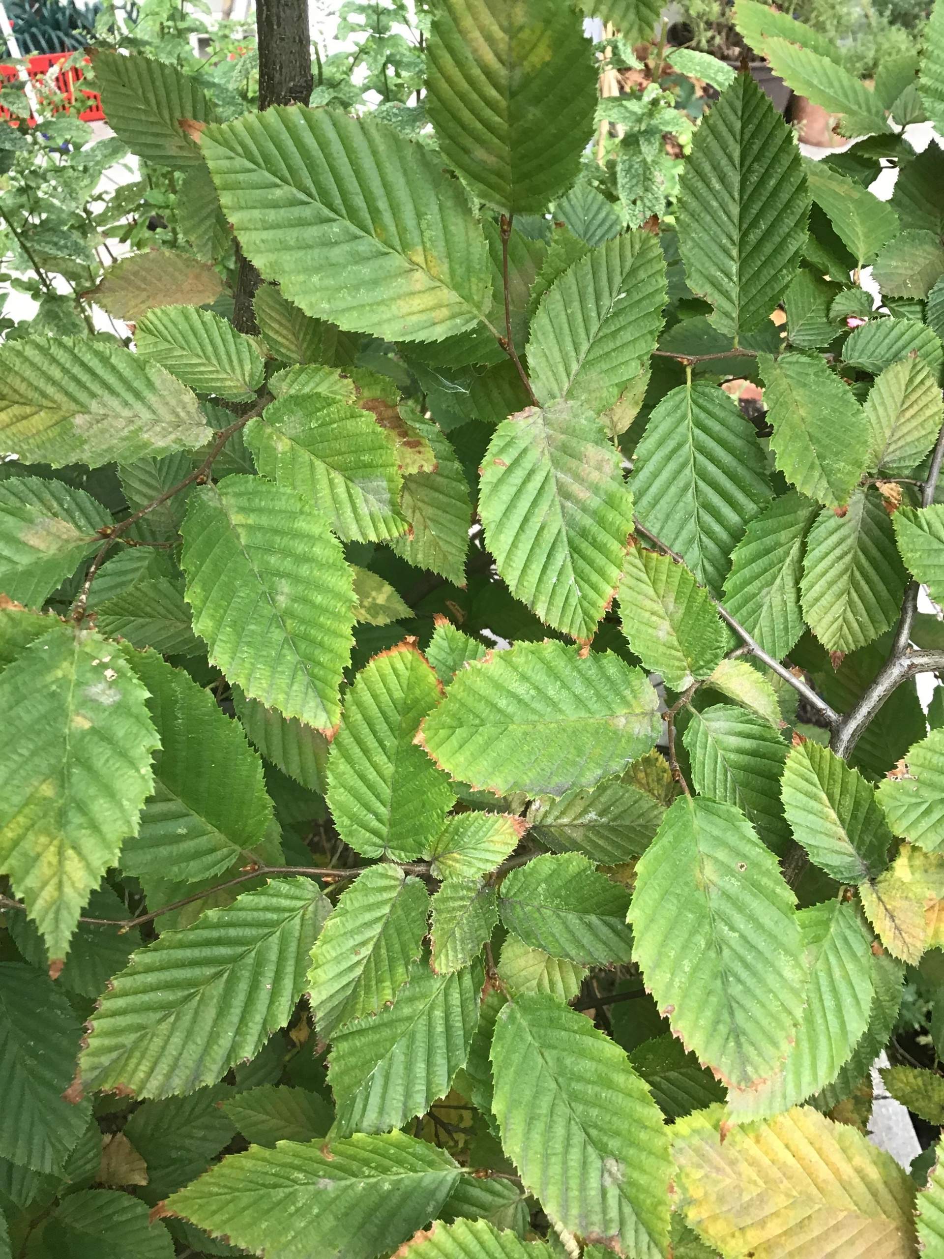 Hainbuche bekommt gelbe Blätter mit grauen Flecken...was ist das