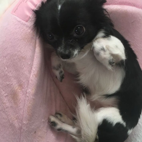 Halb Chihuahua Halb Papillon Hund