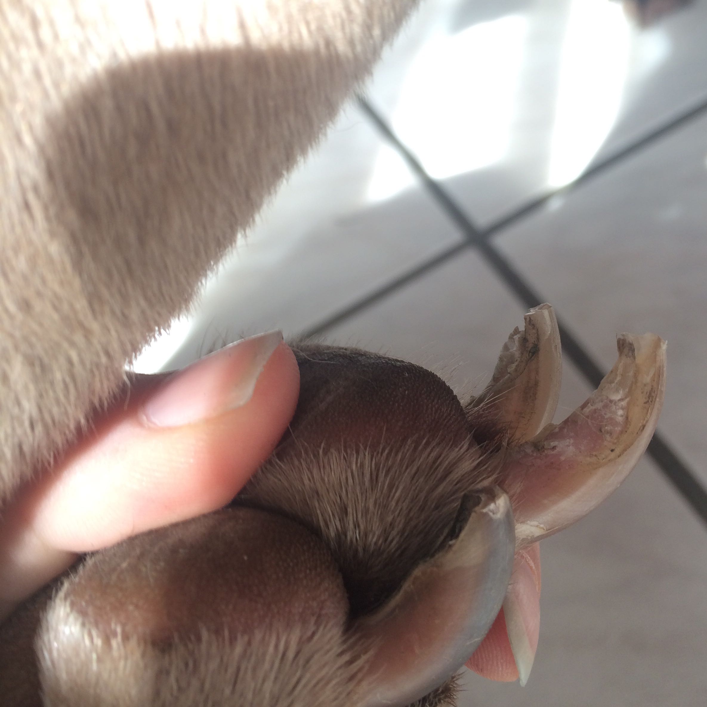 halbe kralle beim hund weggebrochen was tun krallen