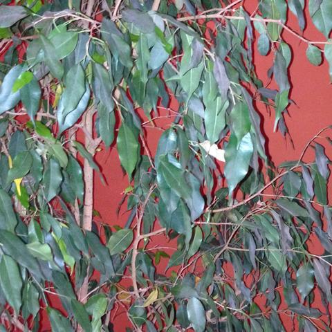 Hallo Ich Habe Benjamin Pflanze Er Verliert Haufig Blatter