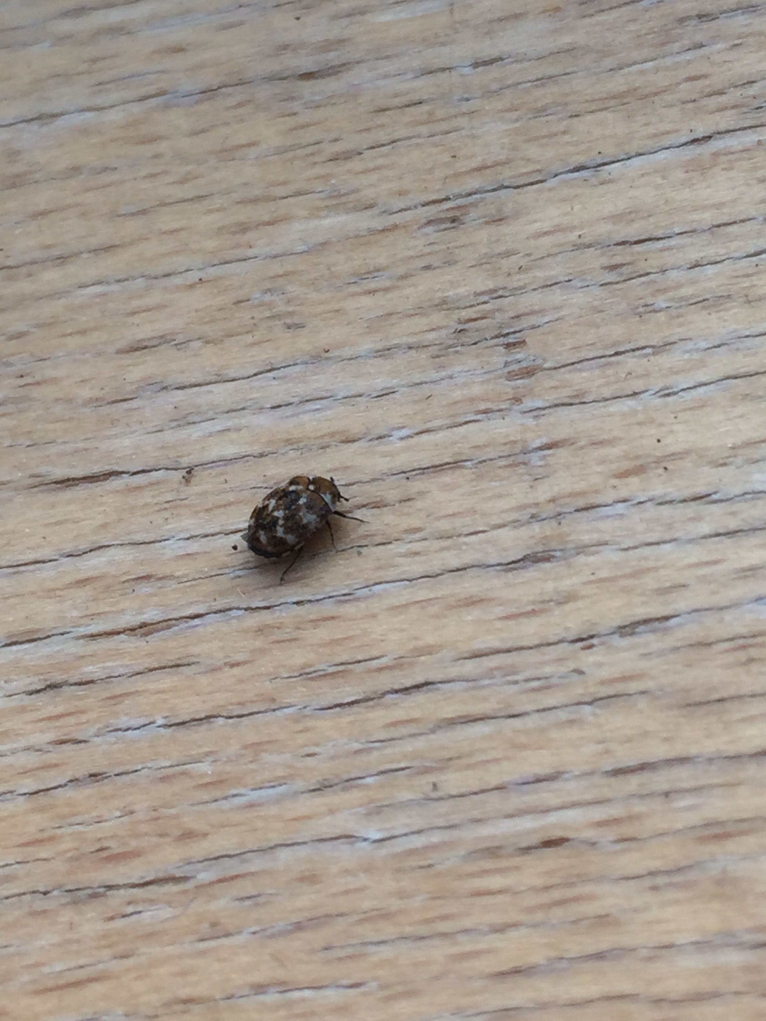 Hallo ich habe komische kleine Käfer (schwarz mit braunem ...