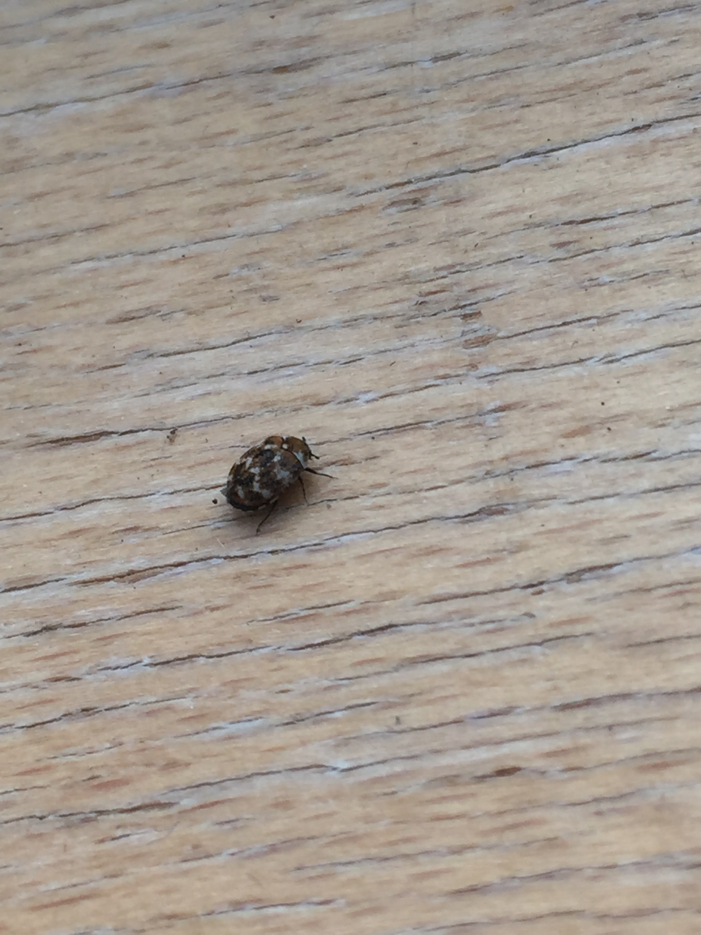 Hallo Ich Habe Komische Kleine Kafer Schwarz Mit Braunem Muster Streifen In Meinem Zimmer Was Konnte Das Sein Und Was Kann Ich Da Gegen Tun Schlafzimmer