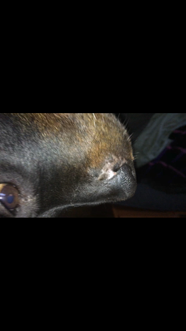 Hund - (Hund, Hundehaltung, Hundeerkrankungen)