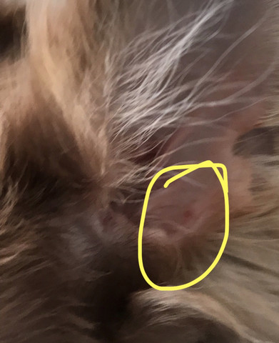 hallo als ich die ohren von meine hund kontrolliert habe habe ich das gesehen gesundheit und medizin tiere
