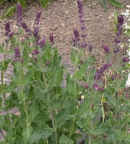 Bild 1 - (Garten, Pflanzen, Blumen)