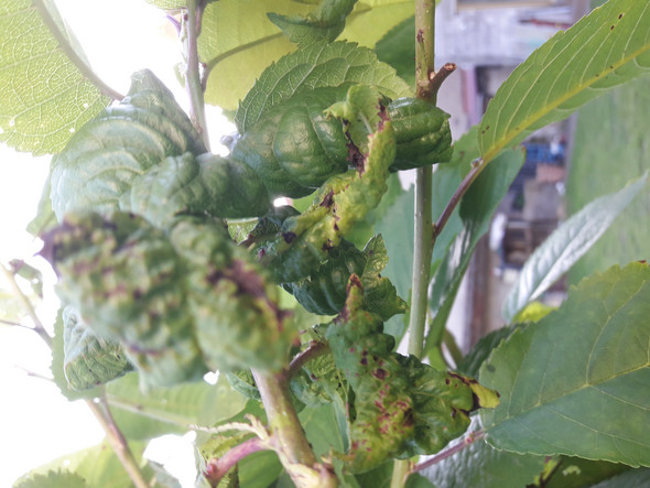 Hallo An Hobby Gartner Oder Profis Was Ist Mit Meinem Kirschbaum Los Garten Kirschen