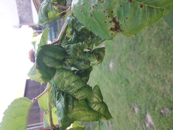 Hallo An Hobby Gartner Oder Profis Was Ist Mit Meinem Kirschbaum Los Garten Kirschen