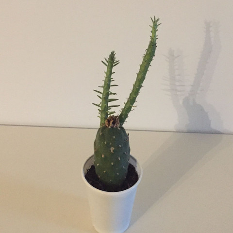 Kaktus unbekannt  - (Pflanzen, Kaktus)