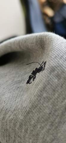 Hallo, bei meiner us polo assn Strickjacke hier ist ein Pfaden vom Logo aufgegangen oder die nähte oder wie auch immer man das nennt?