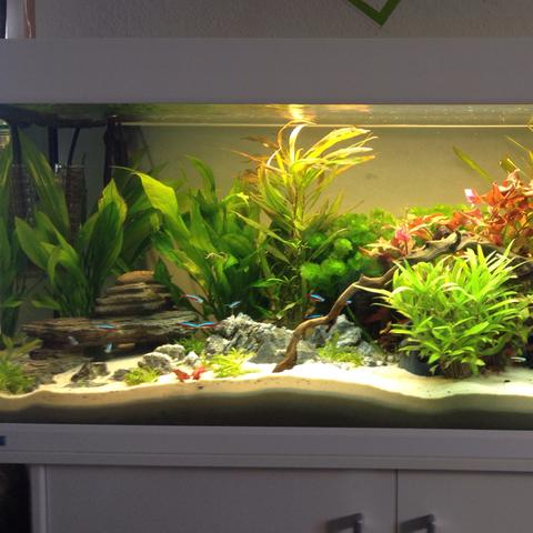 Enchinodorus - (Pflanzen, Aquarium, reinigen)