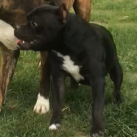 Django Staffbull - (barf, staffbull)