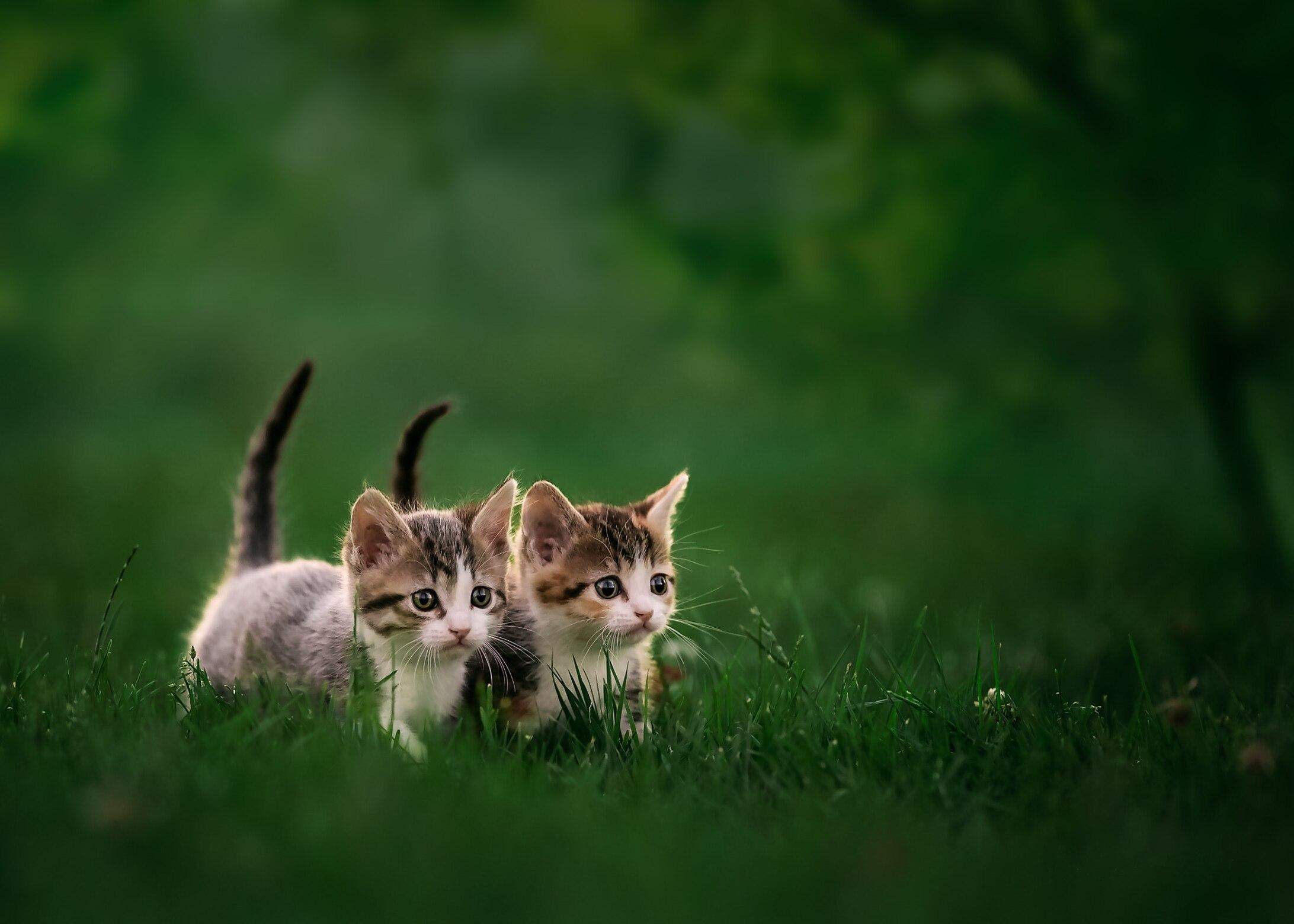 Hallo hat jemand gute Ideen für Warrior Cats Namen die gut zusammen passen? (Warrior Cats Name)