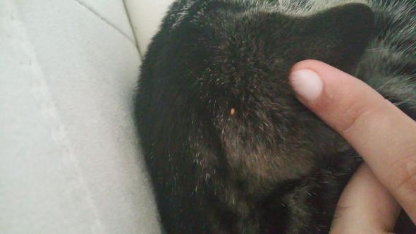 hallo ich habe das bei meiner katze gefunden und es hat sich bewegt katzen