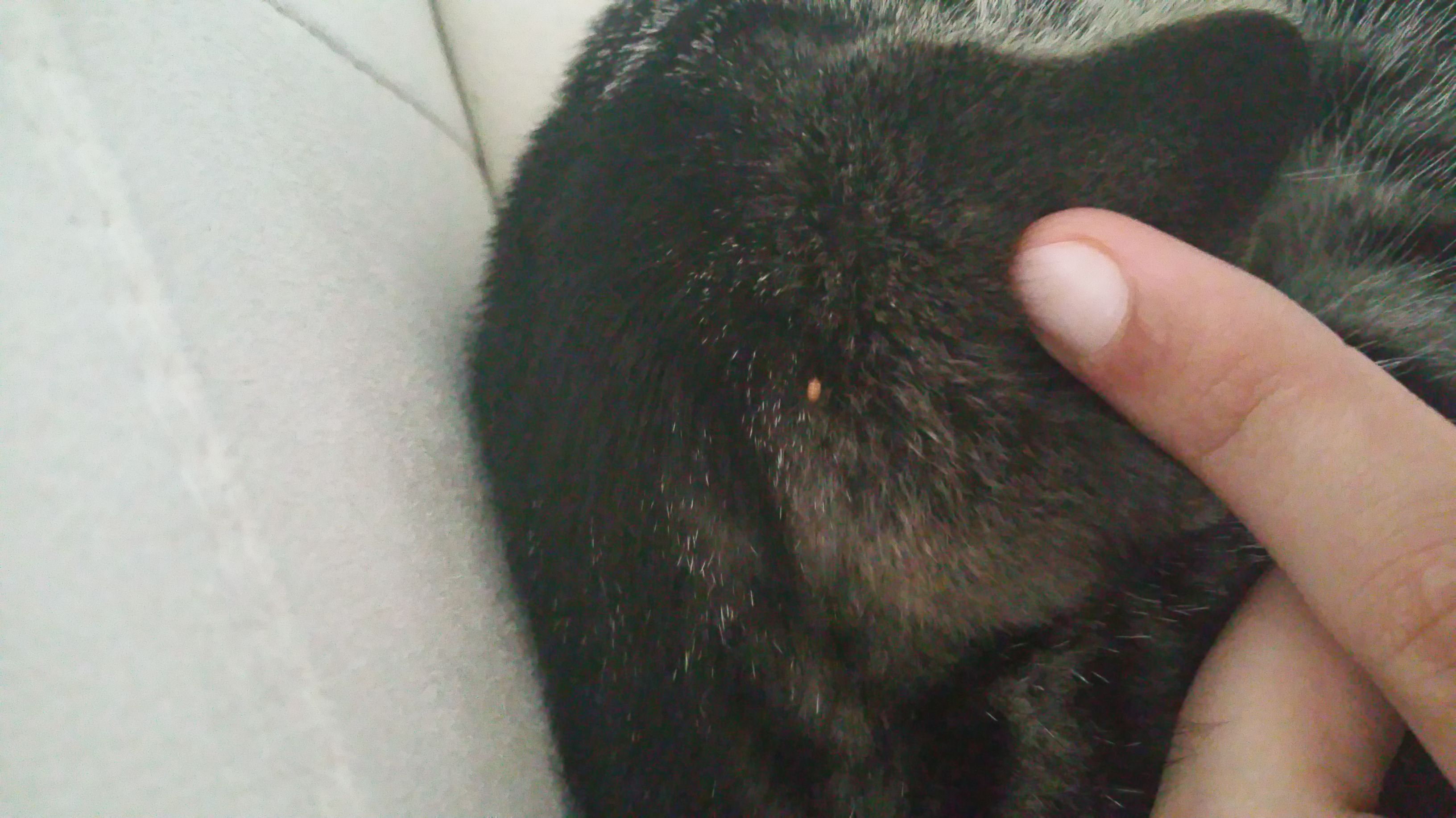 hallo ich habe das bei meiner katze gefunden und es hat sich bewegt katzen