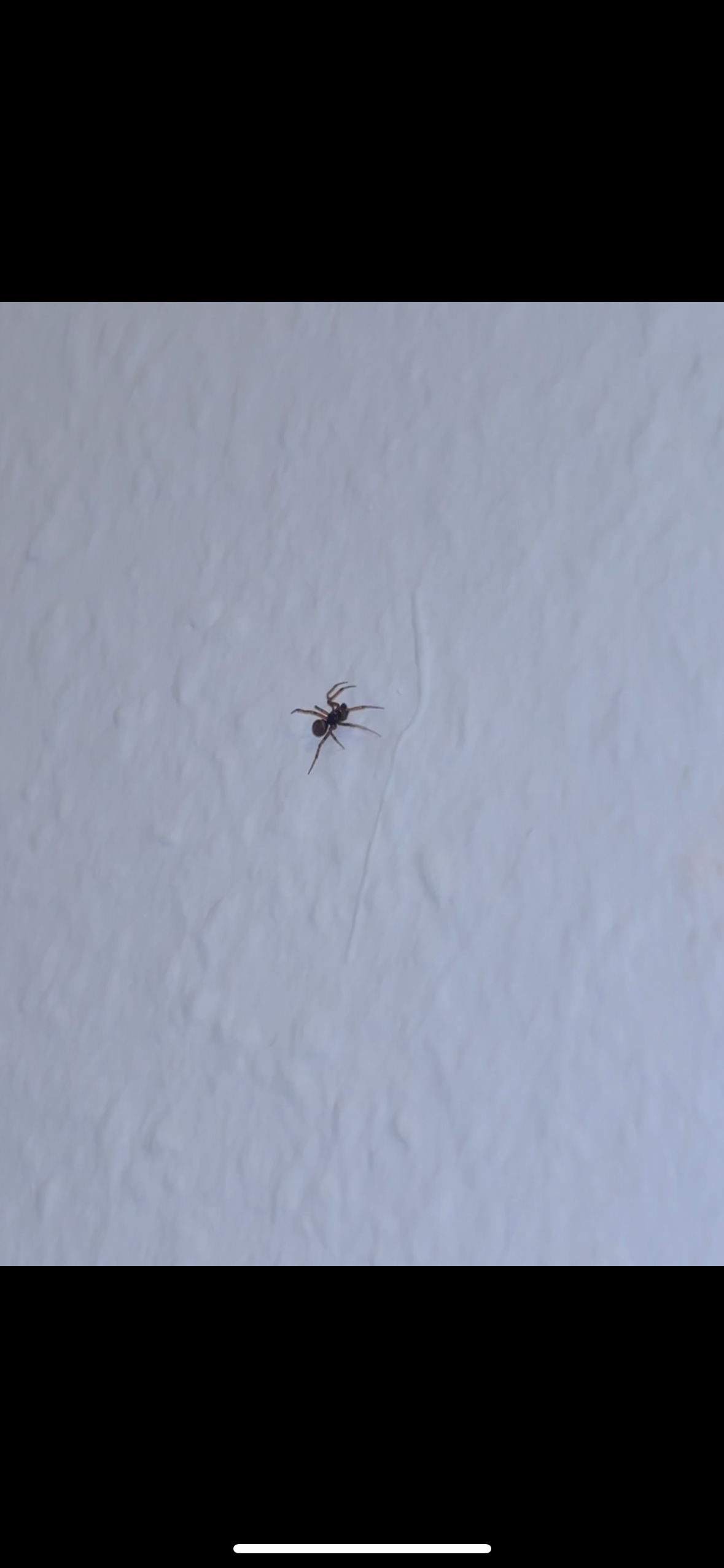 Wie Finde Ich Raus Wo Jemand Wohnt Hallo ich habe heute Abend eine Spinne gesehen wie finde ich am besten