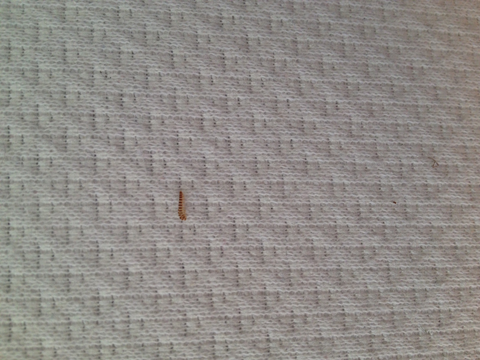 Hallo Ich Habe Heute Unter Meiner Matratze Se Larve Bzw Puppe Gefunden Kann Mir Jemand Sagen Hallo Ich Habe Heute Unter Meiner Matratze Se Larve Bzw Puppe Gefunden Kann Mir Jemand Sagen