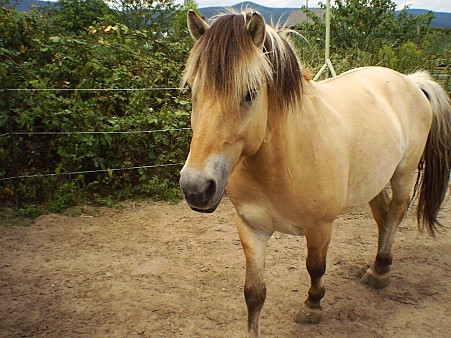 mein lieblingspferd - (Pferd, Reiten)