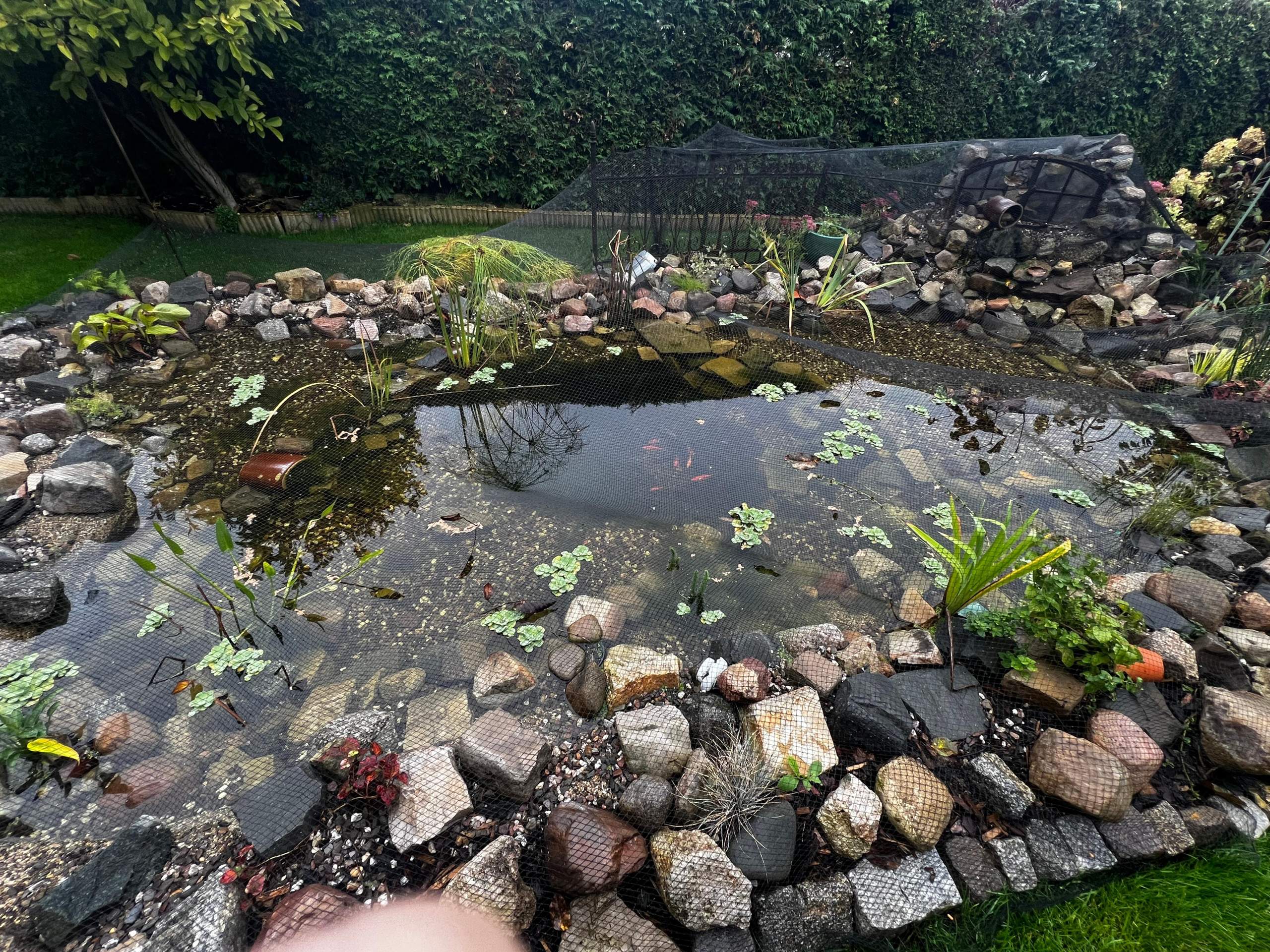Hallo, ich wollte fragen, was man für Garnelen in ein Teich setzen kann