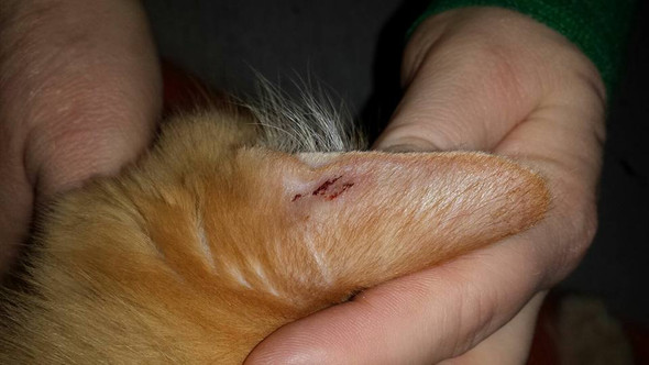 Kratzer - (Tiere, Katze)
