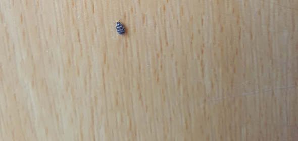 Ist Das Ein Floh Kafer Flohe