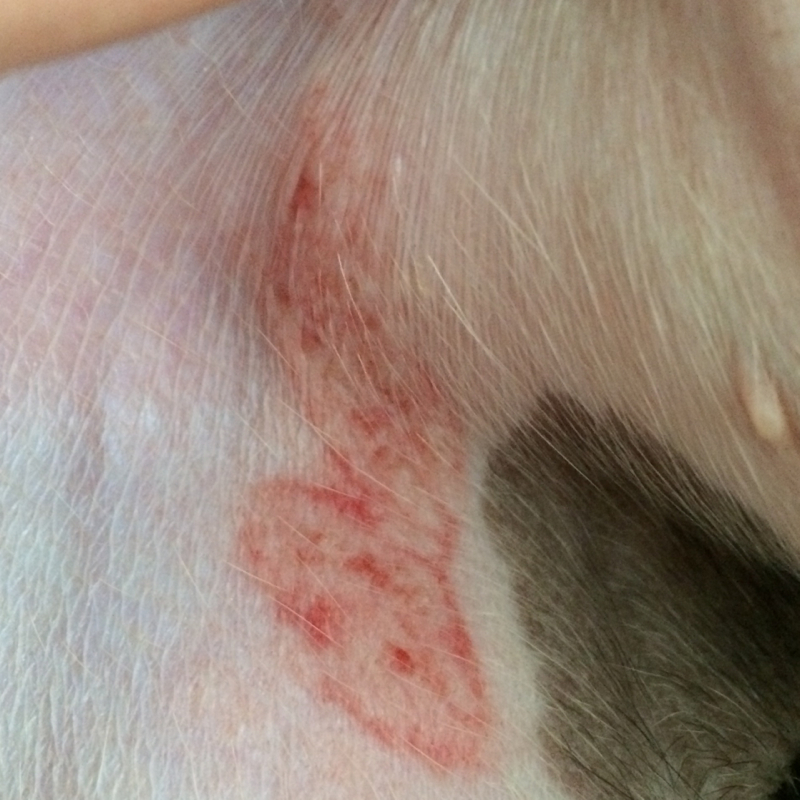 Hallo ist das schlimm was tun? (Hund, Welpen, Ausschlag)