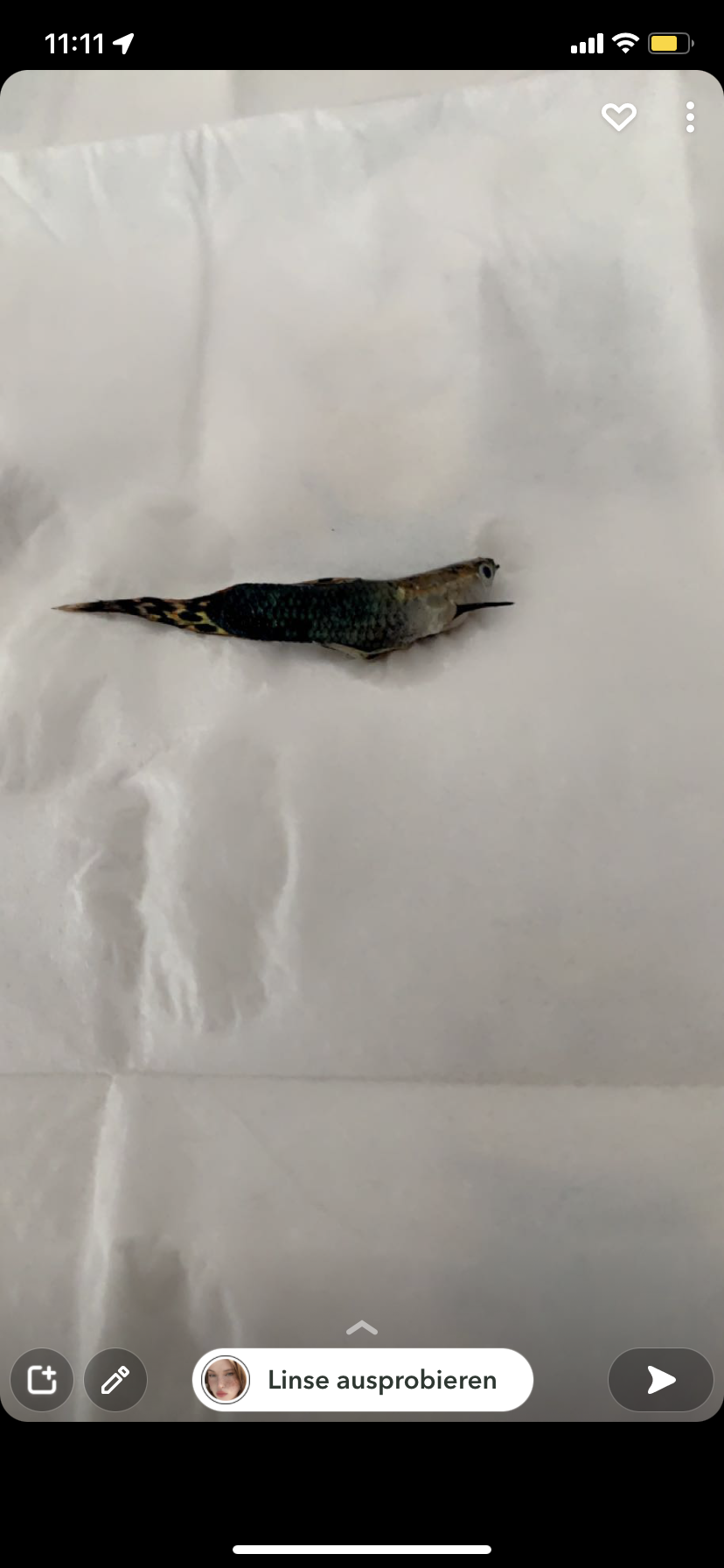 Hallo kann mir jemand sagen warum der Fisch gestorben ist? (Fische