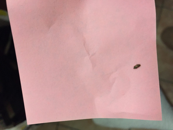 Hallo Kann Mir Jemand Sagen Was Für Ein Tier Ist Haushalt Ungeziefer Hallo Kann Mir Jemand Sagen Was Für Ein Tier Ist Haushalt Ungeziefer