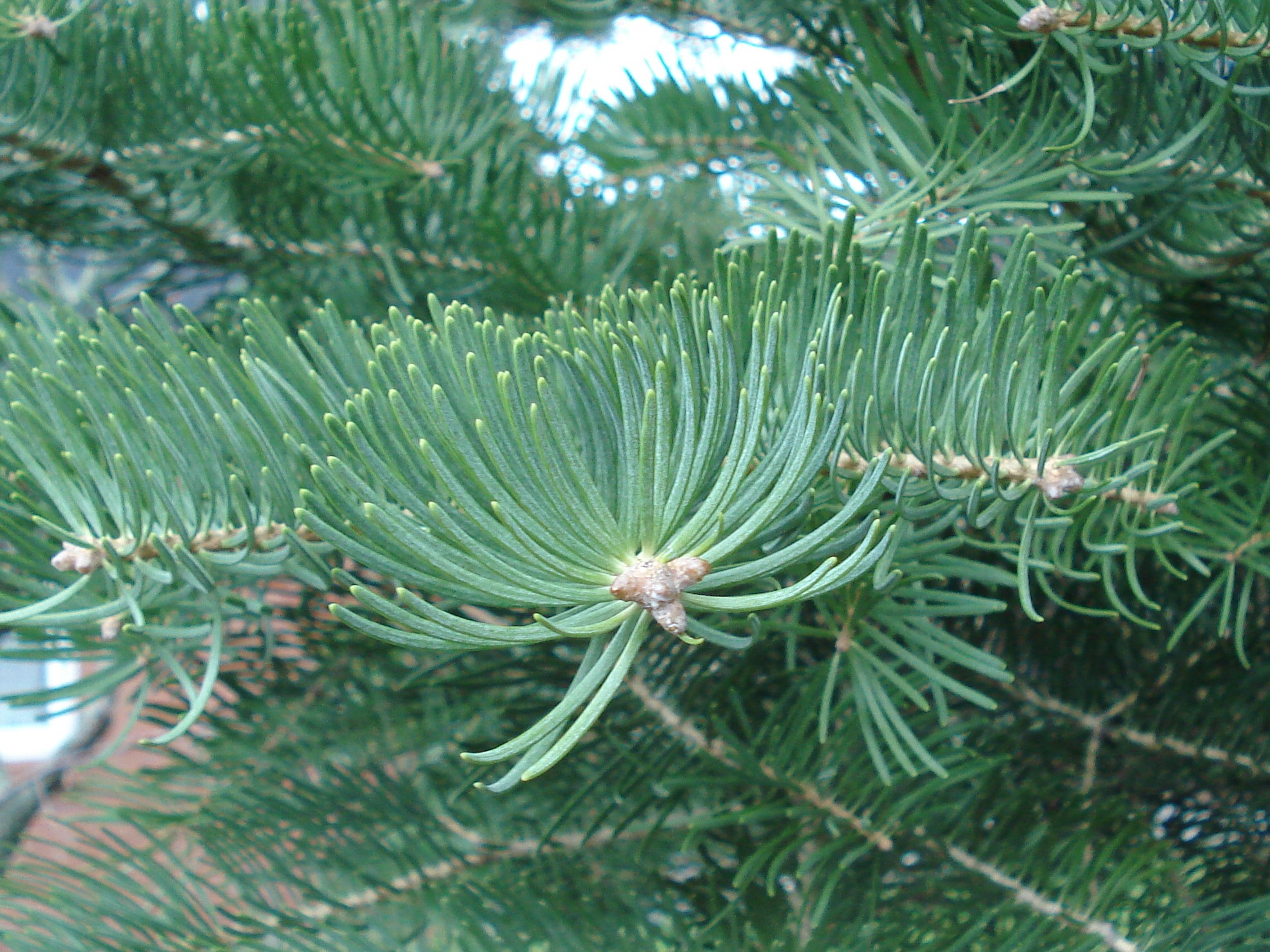 Hallo kennt jemand diese Art Tanne ? die Nadeln sind 4,5cm Hallo kennt jemand diese Art Tanne ? die Nadeln sind 4,5cm