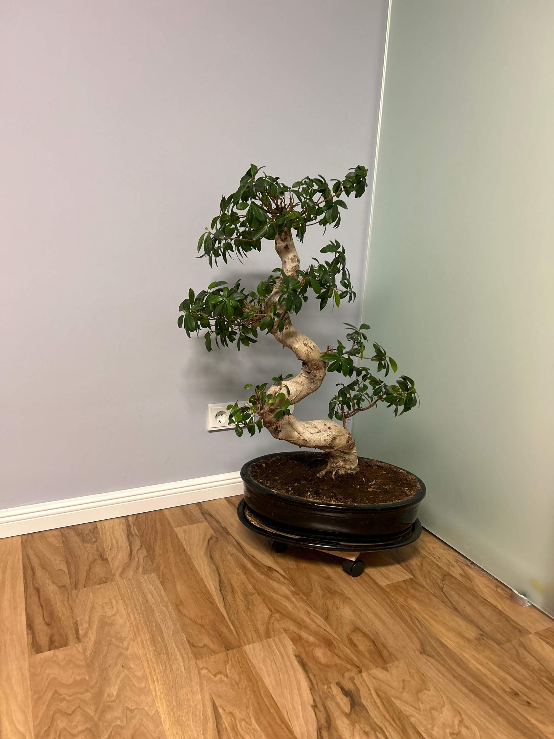 Hallo, mein Ficus Ginseng Bonsai (10 Jahre alt)hat sich etwas nach