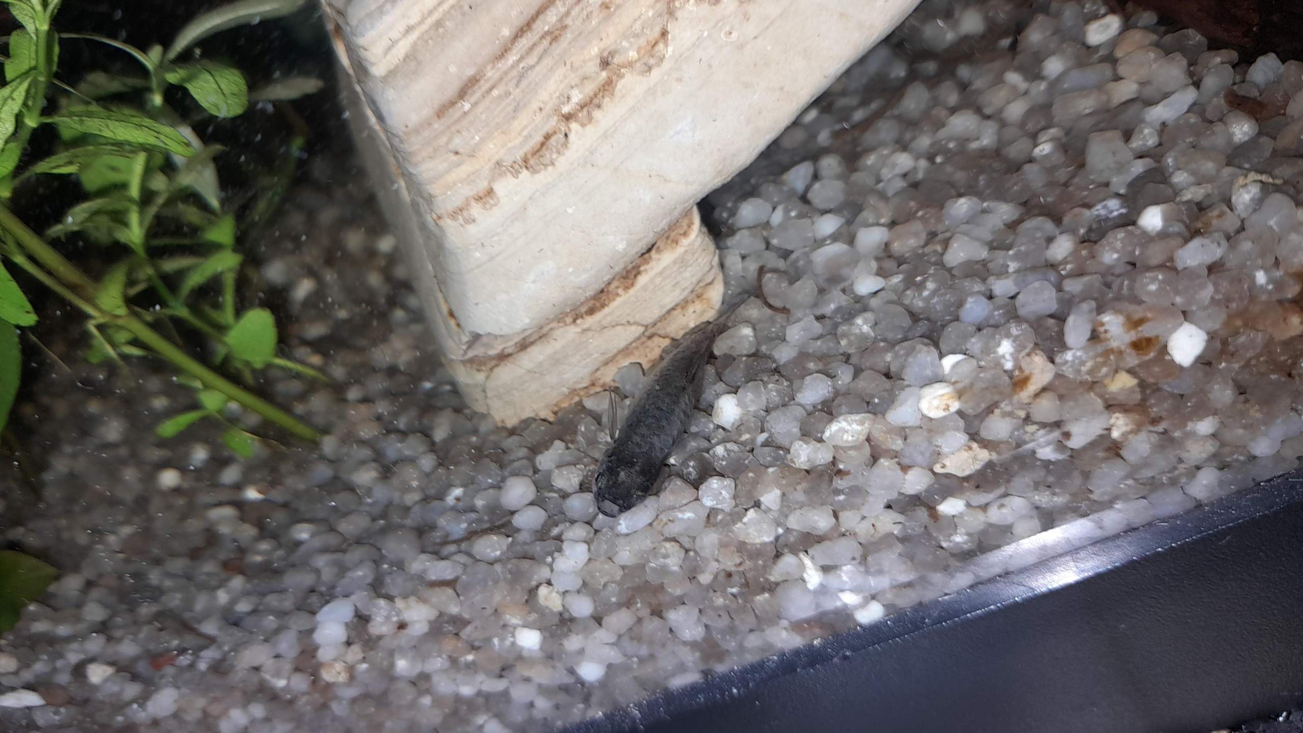 fisch liegt am boden
