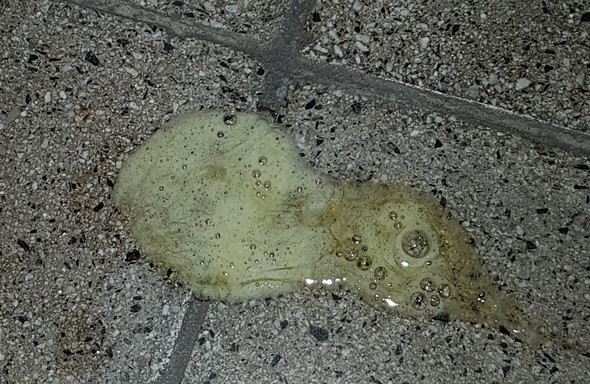 Hallo Mein Hund Erbricht Bereits Die Halbe Nacht Und Den Morgen Gelbe Leicht Schaumige Flussigkeit Haustiere Tierarzt Erbrechen