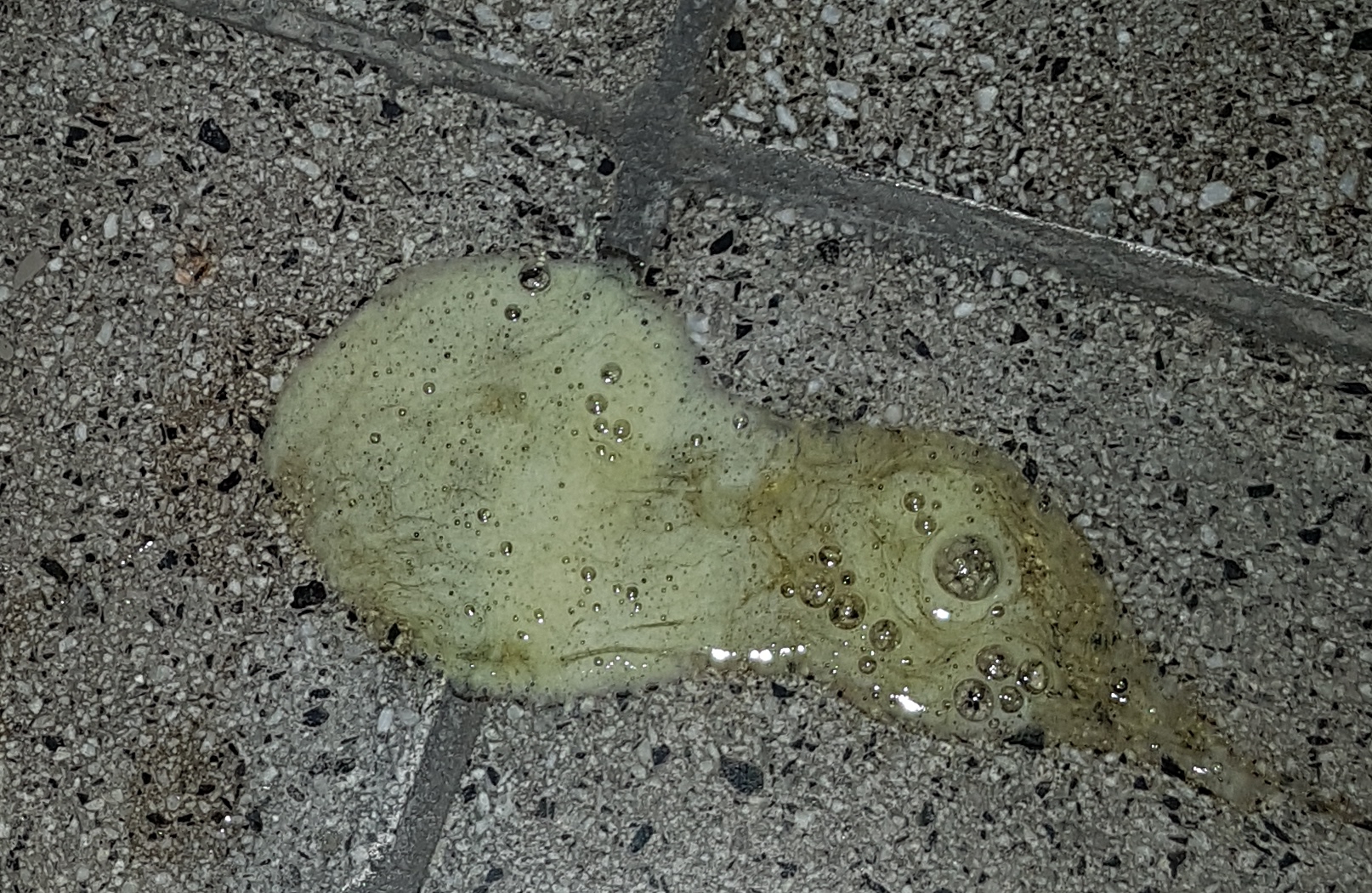 Hallo, mein Hund erbricht bereits die halbe nacht und den Gelbe