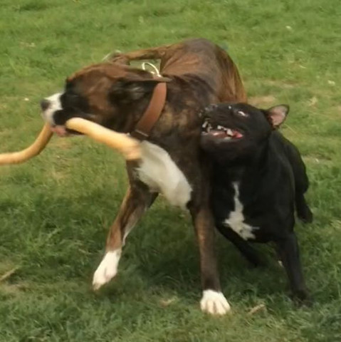 Django Staffbull - (Hund, staffbull)