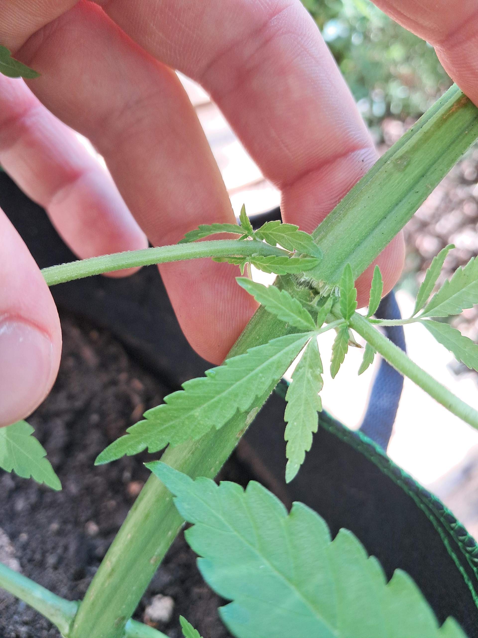 Wie Lange Dauert Eine Einbürgerung Hallo meine Cannabispflanze ist beim trainieren umgeknickt am