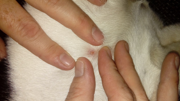 Hallo meine hündin hat so einen Pickel was kann das sein? (Krankheit, Hund)