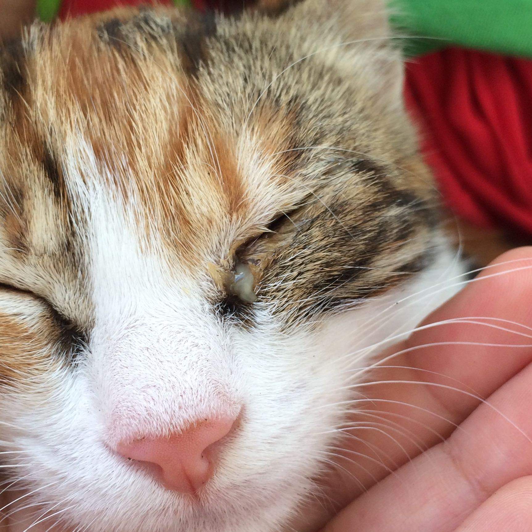 Hallo, meiner Katze (baby) läuft immer Eiter aus dem Linken Auge. Was