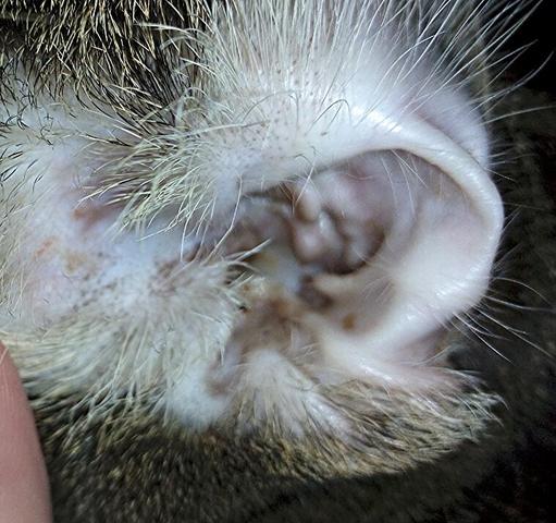 hat meine katze wirklich keine ohrmilben
