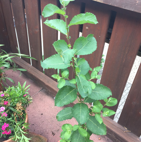 Oben - (Garten, Pflanzen)