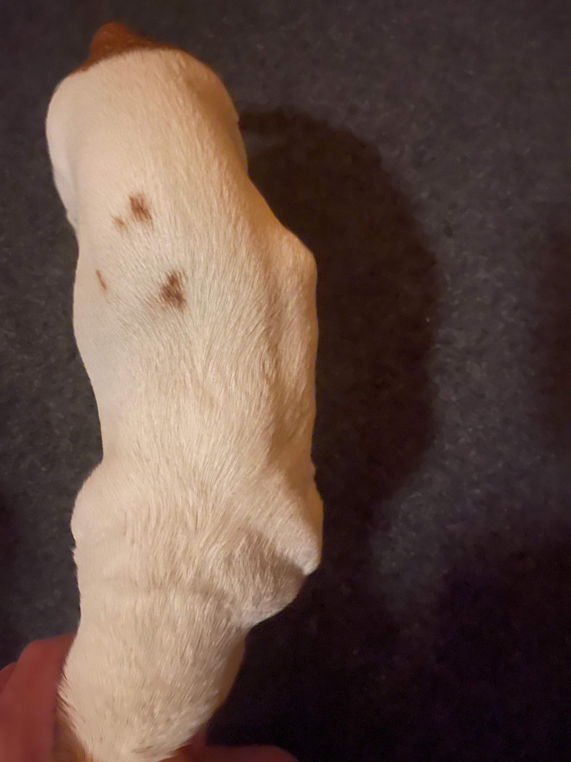Hallo Wei Jemand Ob Es Ein Tumor Oder Ein Fettgeschwr Ist (vielleicht